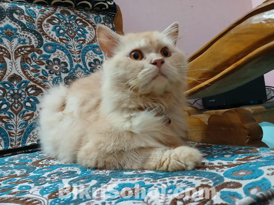 বিড়াল।পারসিয়ান